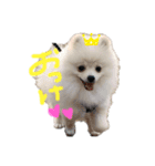 poteto1（個別スタンプ：1）