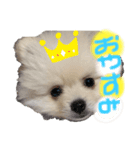 poteto1（個別スタンプ：6）