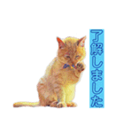 トラジローの仕事モードスタンプ（個別スタンプ：8）