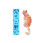 トラジローの仕事モードスタンプ（個別スタンプ：18）