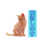 トラジローの仕事モードスタンプ（個別スタンプ：25）