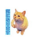トラジローの仕事モードスタンプ（個別スタンプ：26）
