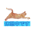 トラジローの仕事モードスタンプ（個別スタンプ：29）