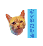 トラジローの仕事モードスタンプ（個別スタンプ：33）