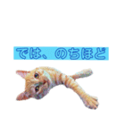 トラジローの仕事モードスタンプ（個別スタンプ：39）