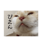 ダイスケこたろう（個別スタンプ：5）