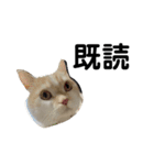 ダイスケこたろう（個別スタンプ：10）