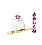 優しくして賢い文鳥（個別スタンプ：6）