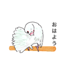 優しくして賢い文鳥（個別スタンプ：9）