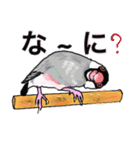 優しくして賢い文鳥（個別スタンプ：12）