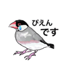 優しくして賢い文鳥（個別スタンプ：15）