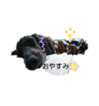 チムチムちゃん（個別スタンプ：5）