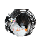 チムチムちゃん（個別スタンプ：6）