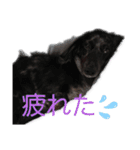 チムチムちゃん（個別スタンプ：15）