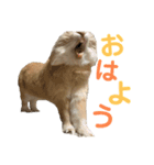 マロちゃんの日常。（個別スタンプ：17）