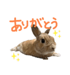 マロちゃんの日常。（個別スタンプ：20）