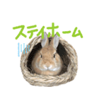 マロちゃんの日常。（個別スタンプ：31）