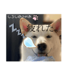 柴犬。しろしばのれお第六弾！（個別スタンプ：1）