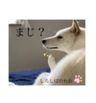 柴犬。しろしばのれお第六弾！（個別スタンプ：2）