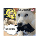 柴犬。しろしばのれお第六弾！（個別スタンプ：3）