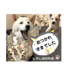柴犬。しろしばのれお第六弾！（個別スタンプ：4）