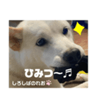 柴犬。しろしばのれお第六弾！（個別スタンプ：5）