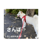 柴犬。しろしばのれお第六弾！（個別スタンプ：6）