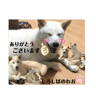柴犬。しろしばのれお第六弾！（個別スタンプ：7）