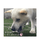 柴犬。しろしばのれお第六弾！（個別スタンプ：8）