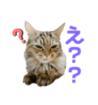 ごり丸（個別スタンプ：4）
