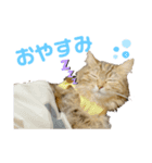 ごり丸（個別スタンプ：5）