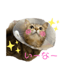 ごり丸（個別スタンプ：7）