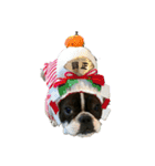 愛犬グリちゃんの日常（個別スタンプ：1）