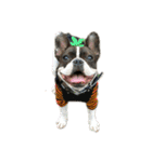 愛犬グリちゃんの日常（個別スタンプ：2）