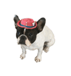 愛犬グリちゃんの日常（個別スタンプ：3）