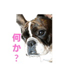 愛犬グリちゃんの日常（個別スタンプ：4）