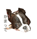 愛犬グリちゃんの日常（個別スタンプ：5）