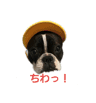愛犬グリちゃんの日常（個別スタンプ：6）