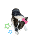 愛犬グリちゃんの日常（個別スタンプ：7）