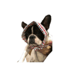 愛犬グリちゃんの日常（個別スタンプ：9）
