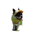 愛犬グリちゃんの日常（個別スタンプ：10）