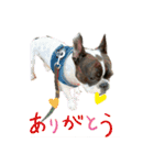 愛犬グリちゃんの日常（個別スタンプ：11）