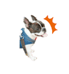 愛犬グリちゃんの日常（個別スタンプ：12）