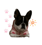 愛犬グリちゃんの日常（個別スタンプ：16）