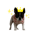 愛犬グリちゃんの日常（個別スタンプ：17）