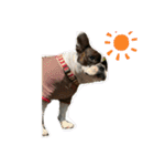 愛犬グリちゃんの日常（個別スタンプ：18）