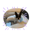 愛犬グリちゃんの日常（個別スタンプ：19）