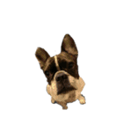 愛犬グリちゃんの日常（個別スタンプ：20）