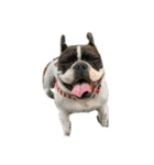 愛犬グリちゃんの日常（個別スタンプ：21）