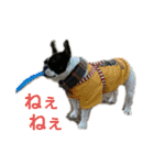 愛犬グリちゃんの日常（個別スタンプ：26）